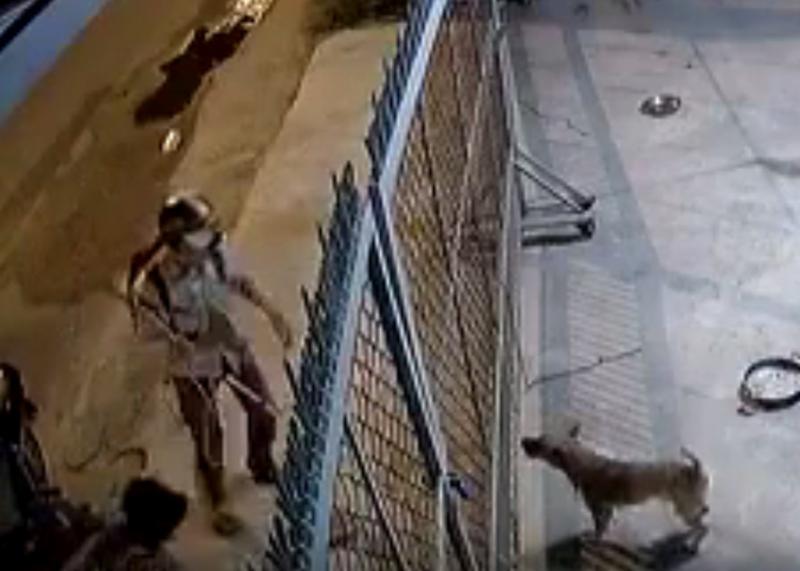 Cum se fură câinii în Vietnam pentru a fi mâncaţi - VIDEO ŞOCANT!