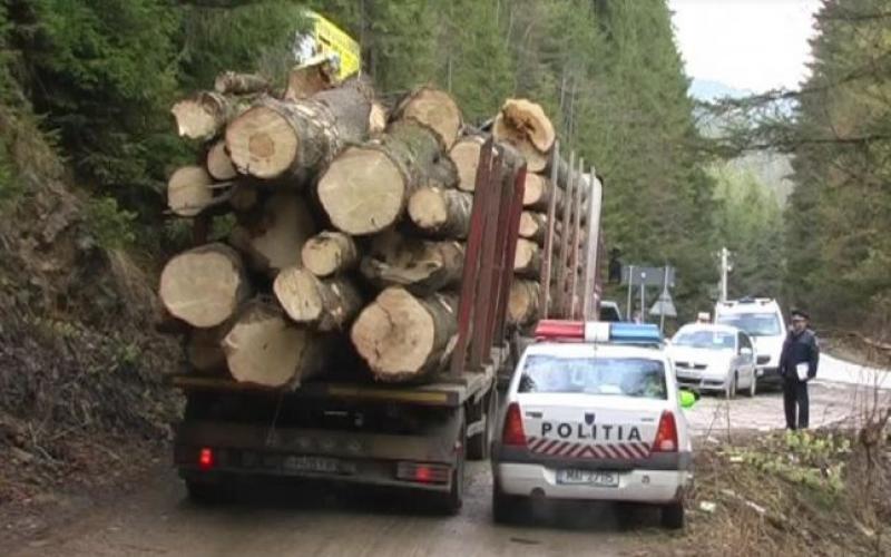 Călăii pădurilor se emancipează! Află ce metodă a folosit un hoţ de lemne din Arad pentru a fenta vigilenţa poliţiei!
