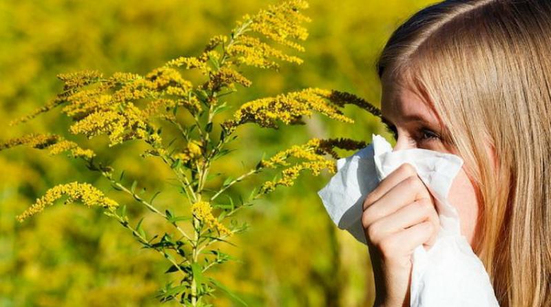 Cercetătorii de la Timişoara vor crea un vaccin împotriva alergiei la ambrozie
