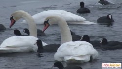 Lebedele au poposit pe unul  din lacurile de lângă pădurea Ceala! (FOTO)