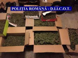 Traficant arădean prins în flagrant cu 70  de grame de cannabis, acasă mai avea 5 kg