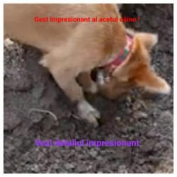 (VIDEO) Impresionant cum un câine îngroapă alt câine călcat de maşină ! Internauții au observat în filmuleț, un detaliu rar întâlnit