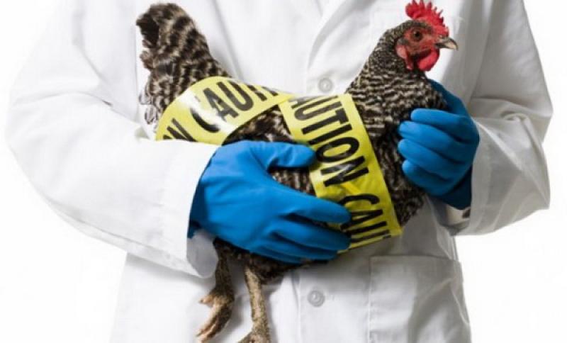 Pericol de gripă aviară!