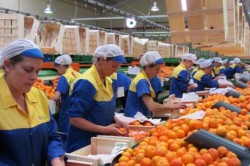 Spaniolii caută muncitori români pentru ambalat fructe şi verdeţuri