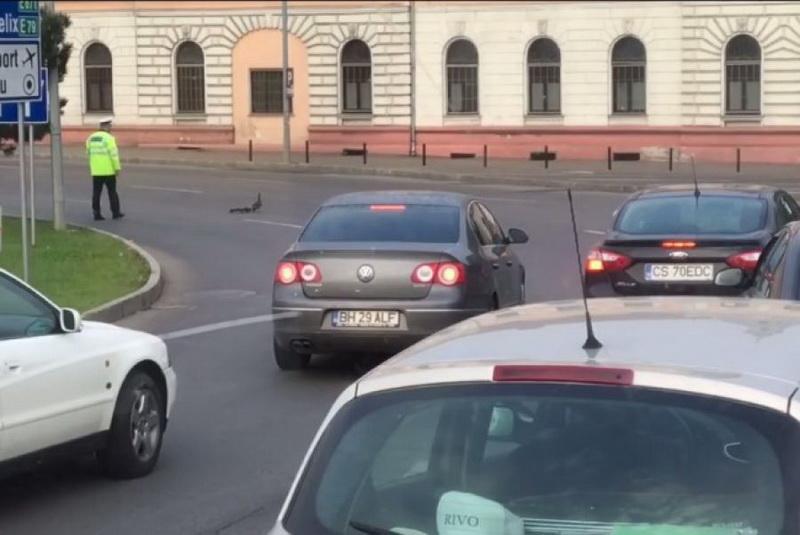 În trafic până şi raţele au prioritate! (VIDEO)

