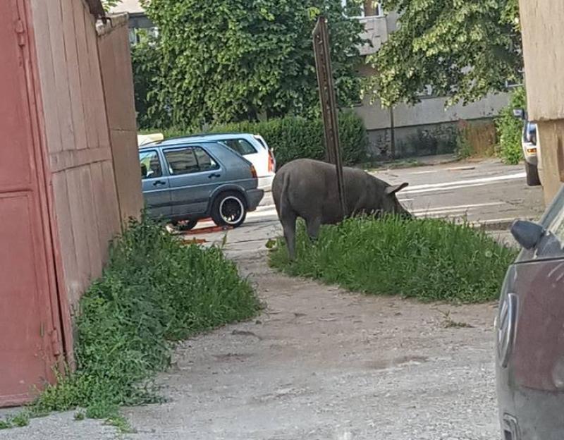 Cartier Alfa sau Grădina Zoo 