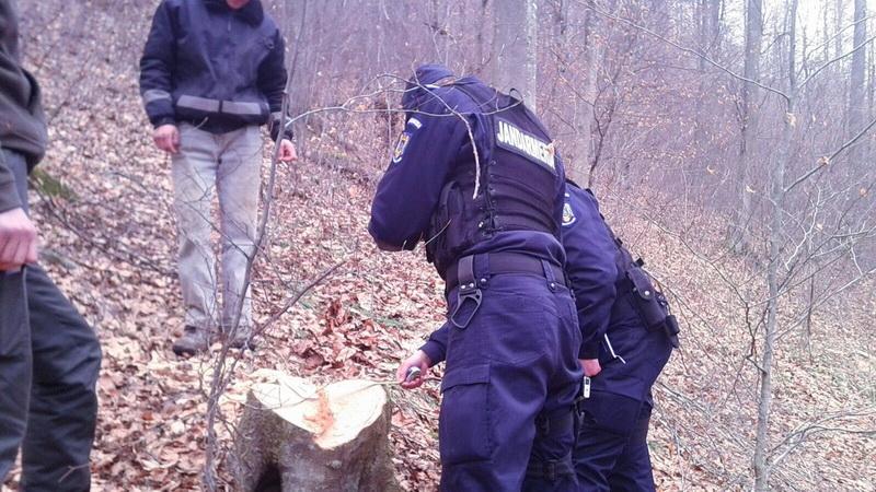 Prinşi la tăiat ilegal de arbori