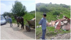 Unii arădeni continuă să fie BIZONI. Apelul Poliţiei Locala Arad 