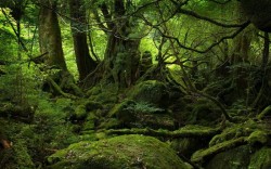 Holzindustrie Schweighofer renunţă la exploatarea pădurilor virgine din România