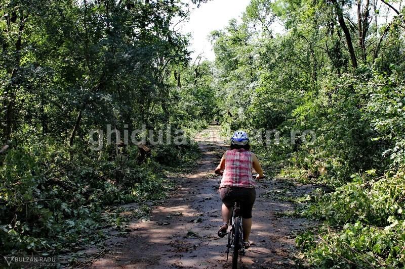 Ce a lăsat în urmă furtuna în pădurea Ceala (Galerie FOTO)