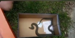 Un șarpe ce se plimba prin parc printre copii, a fost prins !