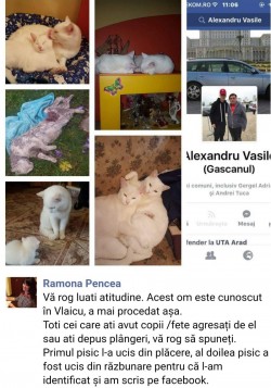 ÎNFIORĂTOR ! Câinele unui arădean a șfâșiat niște pisici , dar mâine pot fi niște copii ! 