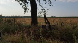 Tornadă la Arad ! Specialiștii spun că dezastrul de vineri, care a lovit Aradul și împrejurimile, nu a fost doar o furtună !