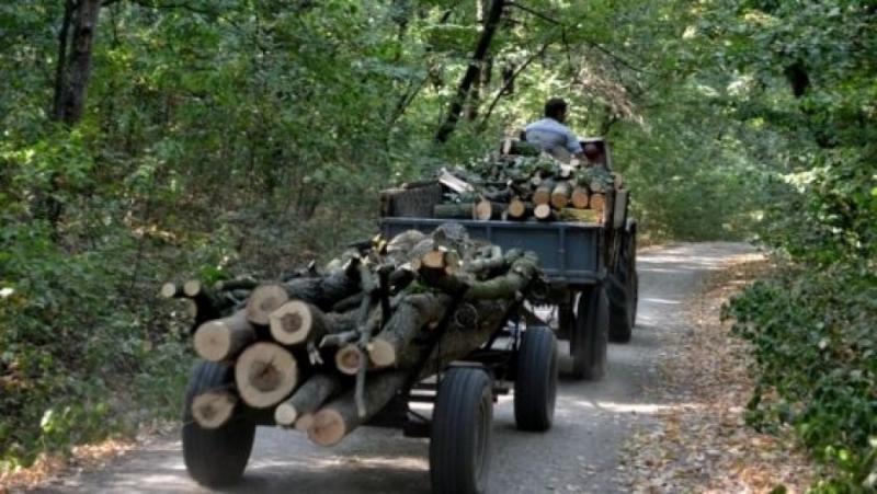 Tractor neînmatriculat, încărcat cu lemne tăiate ilegal, oprit de poliţiştii din Arad
