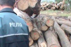 Bărbat din Buteni, cercetat pentru tăiere ilegală de arbori