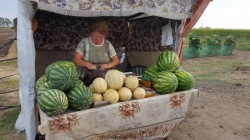 Lubenițele din Felnac , cele mai căutate ! Florica Nețin este tanti cu lubenițe dulci ! AFLĂ pe scurt povestea ei