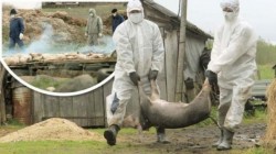 ALERTĂ ! Primul caz de PESTĂ PORCINĂ AFRICANĂ  în România ! AFLĂ unde a fost depistat !