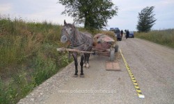 FOTO- Calul contrabandist! Doi români, prinşi de Poliţia de Frontieră în timp ce transportau ţigări de contrabandă cu căruţa