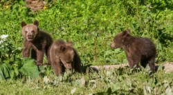 Ministrul Mediului, ordin pentru împuşcarea a 140 de urşi. “Nu renunţ indiferent de mitinguri”