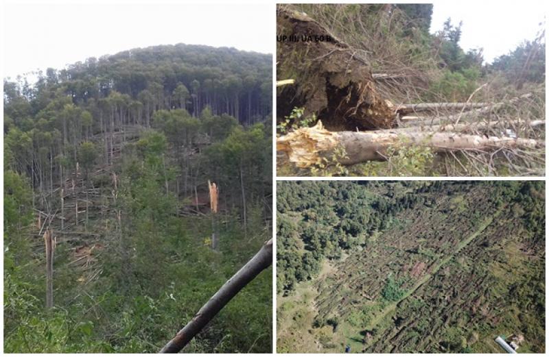 Mii de hectare de pădure din toată ţara, afectate de fenomenele Meteo extreme din ultima săptămână
