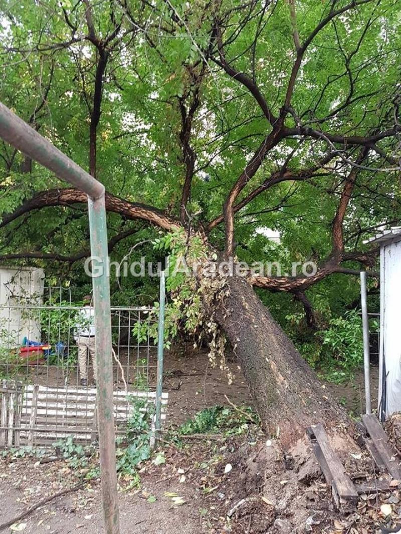 La un pas de tragedie! Un copac s-a prăbuşit între blocuri distrugând geamurile unei locuinţe şi peretele unui garaj!