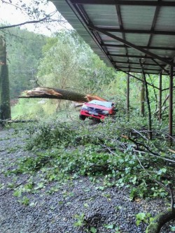 Furia naturii s-a abătut asupra staţiunii Moneasa! Mai multe maşini au fost distruse de copacii puşi la pământ!