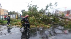 Arborii din municipiu consideraţi periculoşi vor fi înlocuiţi de către Primăria Arad