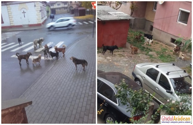Lipova, oraşul câinilor fără...primar! Haitele de câini au pus stăpânire pe oraş spre disperarea cetăţenilor