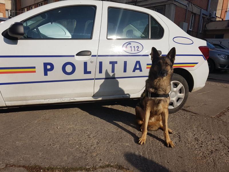 Pebaf, câinele poliţist care pune pe jar contrabandiştii de tutun