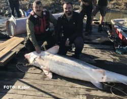 AFLĂ ce sumă au primit doi pescari care au prins un morun de 100 kg
