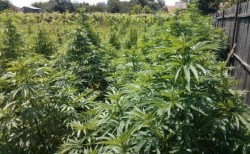 Răpsigul fruntaș la recolta de.....cannabis