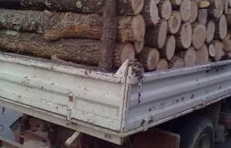 Dosar penal pentru un arădean care transporta lemne tăiate ilegal într-o maşină cu numere false