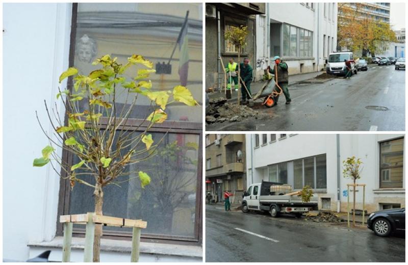 Bulevardul Decebal umplut cu puieţi de salcâm şi arbuşti ornamentali