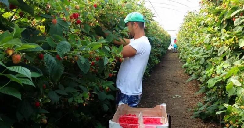 Muncitorii români, la mare căutare. ANOFM oferă 300 de locuri de muncă sezonieră în Portugalia