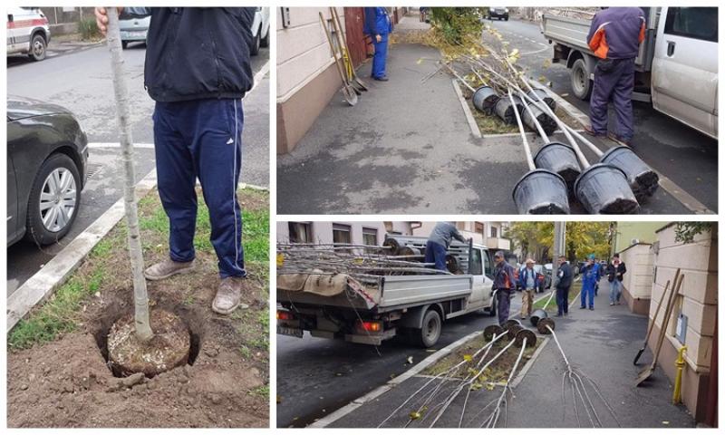 Primăria Arad plantează în această perioadă 447 arbori în municipiu