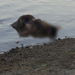 Cadavrul unui bărbat găsit în Mureș la Ususău