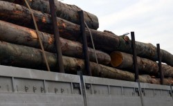 Captură record la Târnova! Transport ilegal de material lemnos, depistat de polițiști! 