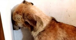 Sentinţă fără precedent! Un bărbat, condamnat la închisoare cu executare pentru cruzime faţă de animale