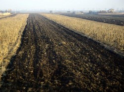 Judeţul Arad, în topul tranzacţiilor agricole. Află cât teren au cumpărat afaceriştii străini