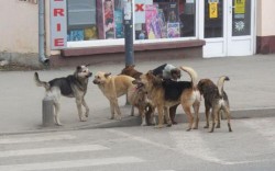 Acţiune de amploare pentru capturare a câinilor comunitari anunţată de Gospodaria Comunală Arad 