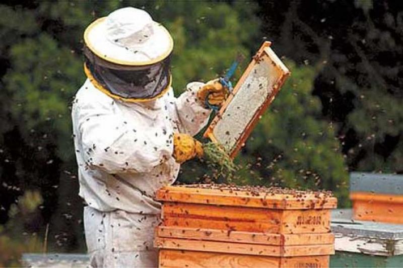 Sprijin financiar prin PNDR 2020 pentru investiții în apicultură 