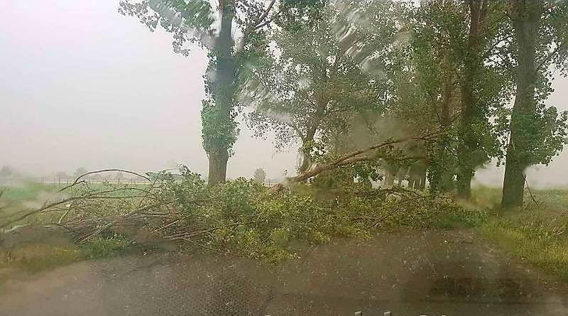 Un copac a căzut pe șosea pe DN 7 între Arad și Pecica