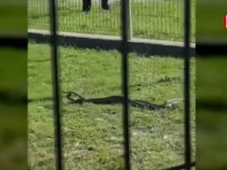 Copii îngroziți într-un loc de joacă. Șerpi de peste un metru i-au panicat și pe părinți