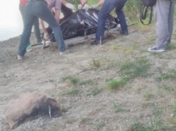 Un bărbat de 48 de ani s-a aruncat în Mureș. După 20 de minute a fost găsit fără suflare