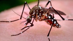 Mare ATENȚIE ! Val de infecții transmise de țânțari