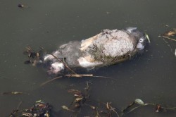 Cadavrul unui porc plutește pe Mureș. ISU Arad intervine