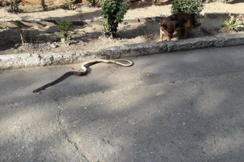 Un sat din sudul țării este invadat de șerpi. Oamenii sunt disperați