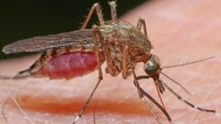 West Nile în România, 165 de cazuri de infecție și 17 decese