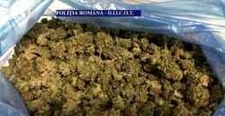 Prinși cu....cannabisul în sac ! Doi tineri arădeni reținuți pentru trafic de droguri