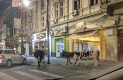 Joiana, Bumba, Pamela şi Donkey  reţinute de Poliţia Locală după plimbarea neregulamentară